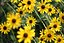 Yellow Flowers